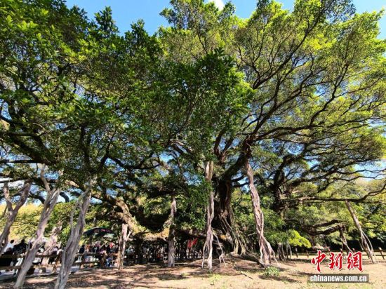 11月30日,公园内独木成林的“榕树王”。(无人机照片)中新社记者 张斌 摄 11月30日,公园内独木成林的“榕树王”。(无人机照片)中新社记者 张斌 摄