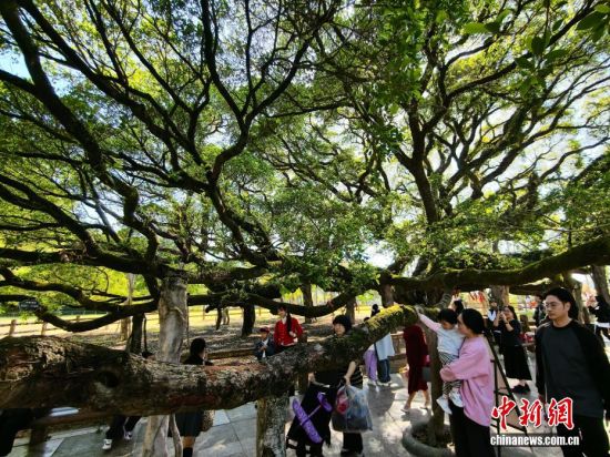 11月30日,“榕树王”吸引前来游玩的民众。(无人机照片)中新社记者 张斌 摄 11月30日,“榕树王”吸引前来游玩的民众。(无人机照片)中新社记者 张斌 摄