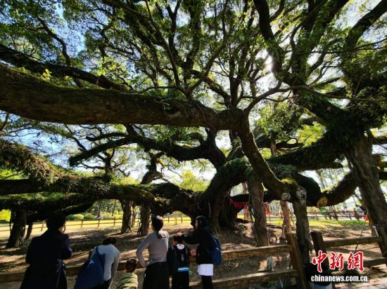 11月30日,“榕树王”吸引前来游玩的民众。(无人机照片)中新社记者 张斌 摄 11月30日,“榕树王”吸引前来游玩的民众。(无人机照片)中新社记者 张斌 摄