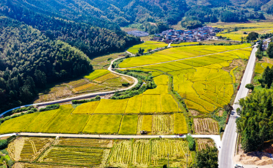 金山农机专业合作社在南口镇小拔村开展烟后稻机收作业 金山农机专业合作社在南口镇小拔村开展烟后稻机收作业