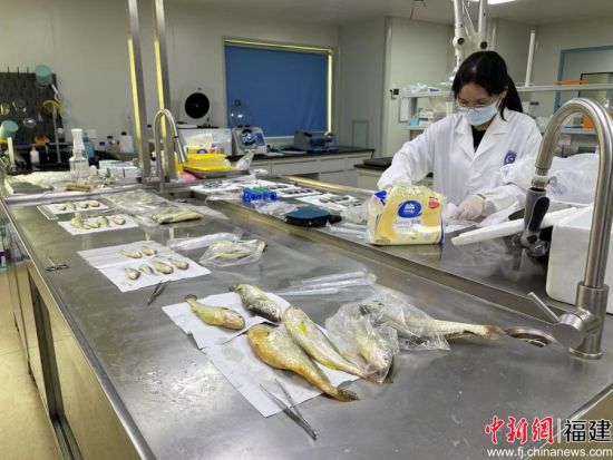 大黄鱼锥体虫病监测样品病原检测 大黄鱼锥体虫病监测样品病原检测