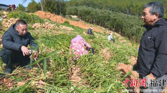 ÁõÆäËþ(×óÒ»)ʵµØ²é¿´Éú½ªÖÖÖ²Çé¿ö ÁõÆäËþ(×óÒ»)ʵµØ²é¿´Éú½ªÖÖÖ²Çé¿ö