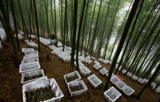 林下养殖金线莲 林下养殖金线莲