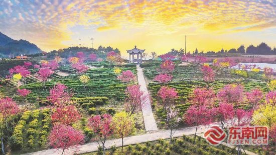 ÁÖºèï²èÒµÓÐÏÞ¹«Ë¾²è»ùµØµÄ²èÆ·ÖÖÔ° ÁÖºèï²èÒµÓÐÏÞ¹«Ë¾²è»ùµØµÄ²èÆ·ÖÖÔ°