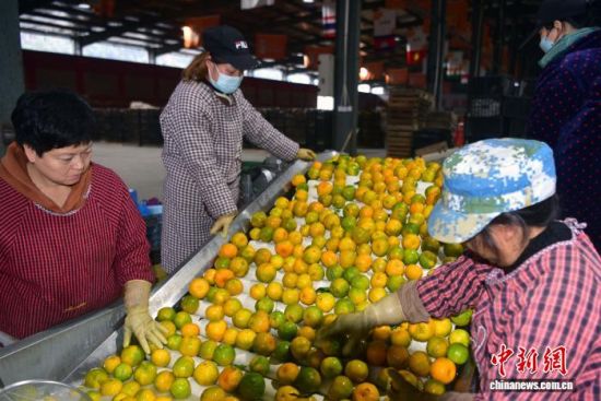 ͼΪÌôÑ¡¸ÌéÙ¡£ÖÐÐÂÍø¼ÇÕß ÕÅÀö¾ý Éã ͼΪÌôÑ¡¸ÌéÙ¡£ÖÐÐÂÍø¼ÇÕß ÕÅÀö¾ý Éã