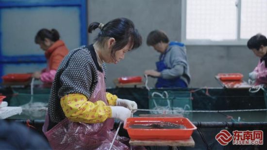 工作为海带苗下海做准备。陈伟滨 摄 工作为海带苗下海做准备。陈伟滨 摄