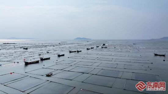 海带苗陆续下海。陈伟滨 摄 海带苗陆续下海。陈伟滨 摄