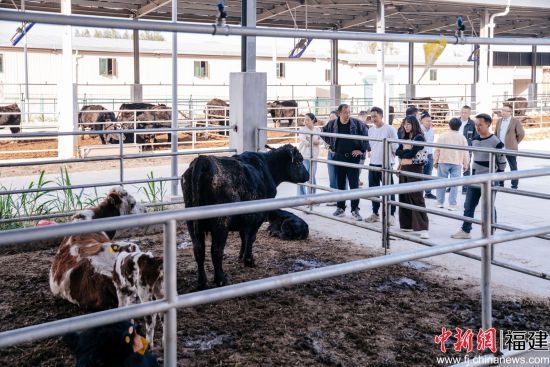 目前,育肥场一期已基本完工,至今已调入活牛2763头。李南轩 摄 目前,育肥场一期已基本完工,至今已调入活牛2763头。李南轩 摄