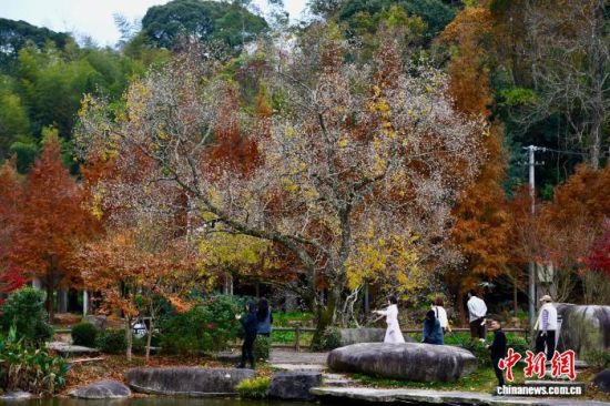 12ÔÂ9ÈÕ£¬¾Å·å´å¶¬ÈÕÃÀ¾°ÒýÓÎÈË¡£ÖÐÐÂÉç¼ÇÕß Íõ¶«Ã÷ Éã 12ÔÂ9ÈÕ£¬¾Å·å´å¶¬ÈÕÃÀ¾°ÒýÓÎÈË¡£ÖÐÐÂÉç¼ÇÕß Íõ¶«Ã÷ Éã