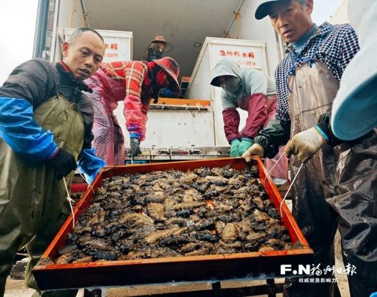 工人们平稳卸下海参苗。通讯员 吴春风 摄 工人们平稳卸下海参苗。通讯员 吴春风 摄