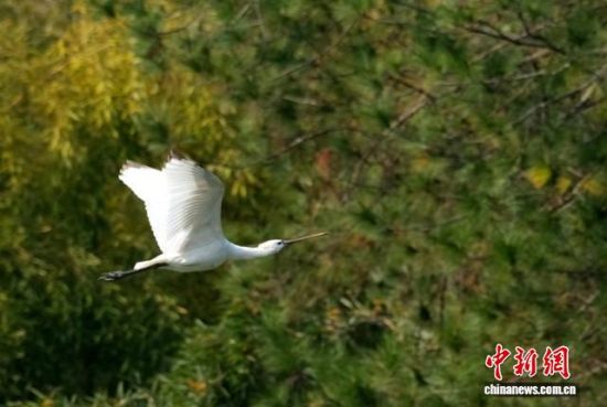 ͼΪ°×ÅýðØÏÖÉíÓÀ°²¡£ÁνðÅó Éã ͼΪ°×ÅýðØÏÖÉíÓÀ°²¡£ÁνðÅó Éã