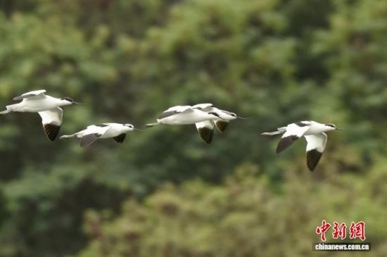 ͼΪ·´×ìðÖ¡£ÂÞÁªÖÜ Éã ͼΪ·´×ìðÖ¡£ÂÞÁªÖÜ Éã