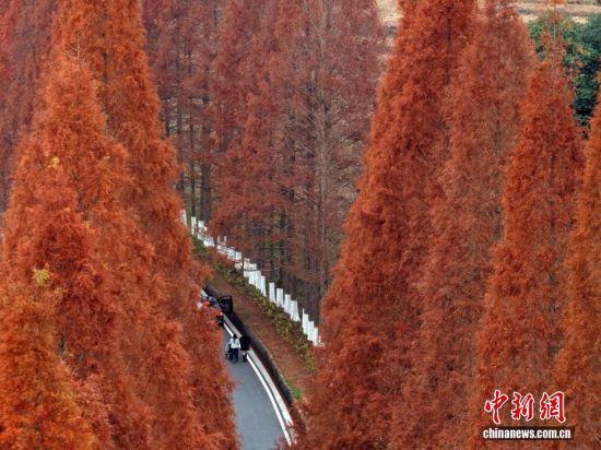12月12日,武夷山国家公园1号风景道福建省南平建阳区麻沙镇江星公路进入最佳观赏期。20公里水杉尽染红棕,与黛色青山、淡黄色收割后的稻田相映如油画。游客自驾打卡,美景刷屏社交平台,这条路也成闽北冬日生态名片。图为红杉近景。(无人机拍摄) 12月12日,武夷山国家公园1号风景道福建省南平建阳区麻沙镇江星公路进入最佳观赏期。20公里水杉尽染红棕,与黛色青山、淡黄色收割后的稻田相映如油画。游客自驾打卡,美景刷屏社交平台,这条路也成闽北冬日生态名片。图为红杉近景。(无人机拍摄)
