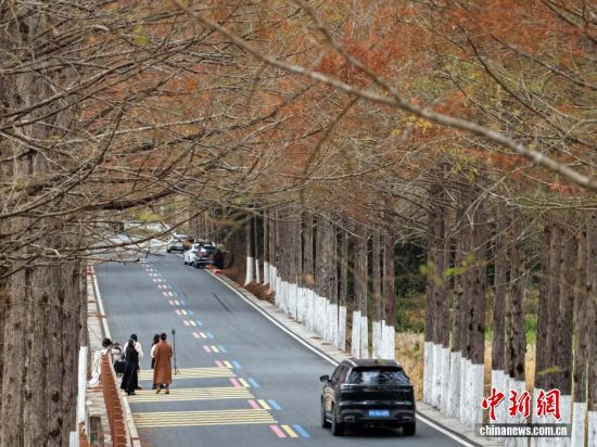 12月12日,武夷山国家公园1号风景道福建省南平建阳区麻沙镇江星公路进入最佳观赏期。20公里水杉尽染红棕,与黛色青山、淡黄色收割后的稻田相映如油画。游客自驾打卡,美景刷屏社交平台,这条路也成闽北冬日生态名片。图为游客在游玩。(无人机拍摄) 12月12日,武夷山国家公园1号风景道福建省南平建阳区麻沙镇江星公路进入最佳观赏期。20公里水杉尽染红棕,与黛色青山、淡黄色收割后的稻田相映如油画。游客自驾打卡,美景刷屏社交平台,这条路也成闽北冬日生态名片。图为游客在游玩。(无人机拍摄)