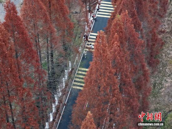 12月12日,武夷山国家公园1号风景道福建省南平建阳区麻沙镇江星公路进入最佳观赏期。20公里水杉尽染红棕,与黛色青山、淡黄色收割后的稻田相映如油画。游客自驾打卡,美景刷屏社交平台,这条路也成闽北冬日生态名片。图为红杉俯拍。(无人机拍摄) 12月12日,武夷山国家公园1号风景道福建省南平建阳区麻沙镇江星公路进入最佳观赏期。20公里水杉尽染红棕,与黛色青山、淡黄色收割后的稻田相映如油画。游客自驾打卡,美景刷屏社交平台,这条路也成闽北冬日生态名片。图为红杉俯拍。(无人机拍摄)