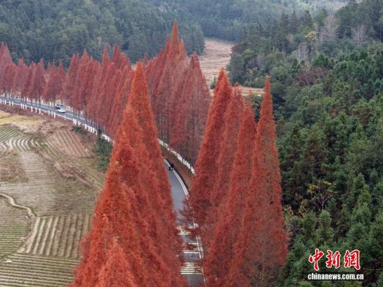 12月12日,武夷山国家公园1号风景道福建省南平建阳区麻沙镇江星公路进入最佳观赏期。20公里水杉尽染红棕,与黛色青山、淡黄色收割后的稻田相映如油画。游客自驾打卡,美景刷屏社交平台,这条路也成闽北冬日生态名片。图为红杉远景。(无人机拍摄) 12月12日,武夷山国家公园1号风景道福建省南平建阳区麻沙镇江星公路进入最佳观赏期。20公里水杉尽染红棕,与黛色青山、淡黄色收割后的稻田相映如油画。游客自驾打卡,美景刷屏社交平台,这条路也成闽北冬日生态名片。图为红杉远景。(无人机拍摄)