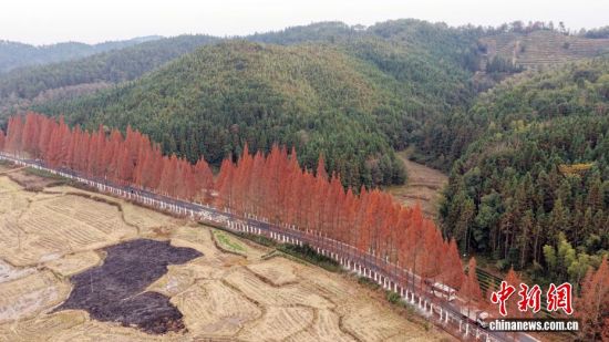 12月12日,武夷山国家公园1号风景道福建省南平建阳区麻沙镇江星公路进入最佳观赏期。20公里水杉尽染红棕,与黛色青山、淡黄色收割后的稻田相映如油画。游客自驾打卡,美景刷屏社交平台,这条路也成闽北冬日生态名片。图为红杉远景。(无人机拍摄) 12月12日,武夷山国家公园1号风景道福建省南平建阳区麻沙镇江星公路进入最佳观赏期。20公里水杉尽染红棕,与黛色青山、淡黄色收割后的稻田相映如油画。游客自驾打卡,美景刷屏社交平台,这条路也成闽北冬日生态名片。图为红杉远景。(无人机拍摄)