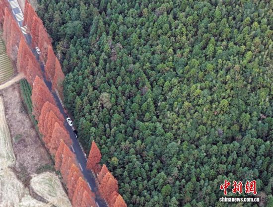 12月12日,武夷山国家公园1号风景道福建省南平建阳区麻沙镇江星公路进入最佳观赏期。20公里水杉尽染红棕,与黛色青山、淡黄色收割后的稻田相映如油画。游客自驾打卡,美景刷屏社交平台,这条路也成闽北冬日生态名片。图为红杉一角。(无人机拍摄) 12月12日,武夷山国家公园1号风景道福建省南平建阳区麻沙镇江星公路进入最佳观赏期。20公里水杉尽染红棕,与黛色青山、淡黄色收割后的稻田相映如油画。游客自驾打卡,美景刷屏社交平台,这条路也成闽北冬日生态名片。图为红杉一角。(无人机拍摄)