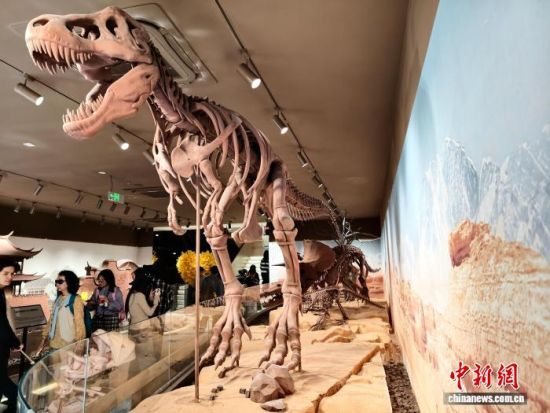 12月11日,馆内用巧克力雕塑的恐龙化石模型。中新社记者 张斌 摄 12月11日,馆内用巧克力雕塑的恐龙化石模型。中新社记者 张斌 摄