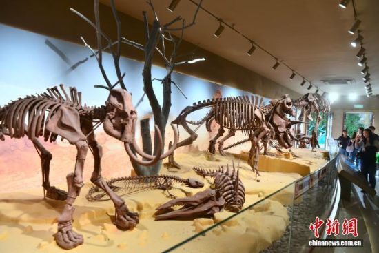 12月11日,用巧克力雕塑的各种动物化石模型吸引参观者。中新社记者 张斌 摄 12月11日,用巧克力雕塑的各种动物化石模型吸引参观者。中新社记者 张斌 摄