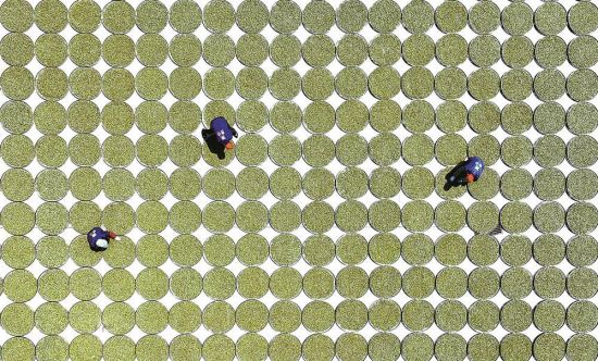 福鼎市前岐镇鼎白茶业基地晾晒白茶。 王旺旺 摄 福鼎市前岐镇鼎白茶业基地晾晒白茶。 王旺旺 摄