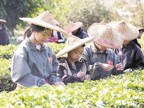 研学团队在安溪县溪禾山铁观音文化园体验摘茶。 研学团队在安溪县溪禾山铁观音文化园体验摘茶。