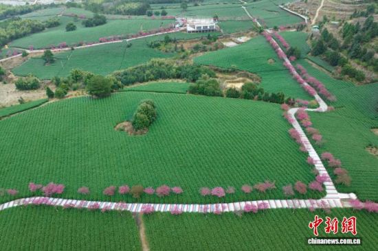在海峡两岸茶博园,樱花与茶园交织绘就乡村振兴美景。(无人机拍摄)陈汝辉摄 在海峡两岸茶博园,樱花与茶园交织绘就乡村振兴美景。(无人机拍摄)陈汝辉摄
