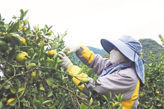 村民在果园里采摘瓯柑 村民在果园里采摘瓯柑