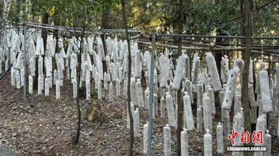 ������Ӣɽ�������Ұ��ľ����ֲ԰�ڣ�һ���ź�ľ�������������ҡ���ʫ�� ��