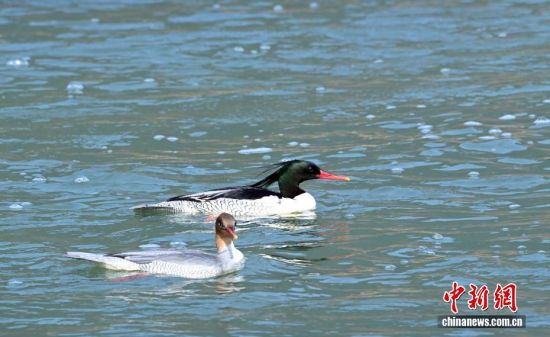 ͼΪ�л���ɳѼ��ˮ�г��Ρ���ʢ�� ��