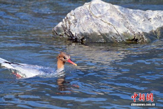 ͼΪ�л���ɳѼ��ˮ�г��Ρ���ʢ�� ��