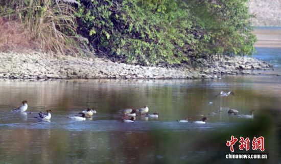 ͼΪ�����д���è���л���ɳѼ������Խ������ʢ�� ��