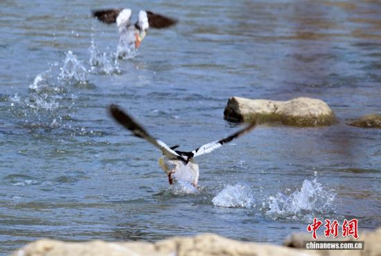 ͼΪ�л���ɳѼ���ڷ����С���ʢ�� ��