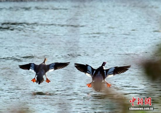 ͼΪ�л���ɳѼ���ڷ����С���ʢ�� ��