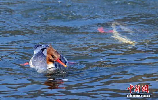 ͼΪ�л���ɳѼϷˮ����ʢ�� ��