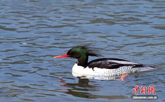 ͼΪ�л���ɳѼ��ˮ�г��Ρ���ʢ�� ��