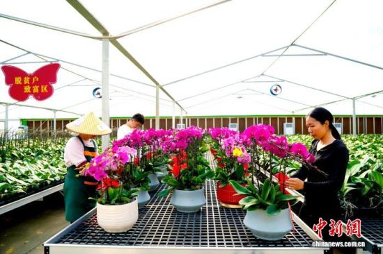 花农们忙着管理、换盆、定型、组盆等工作,准备打包发往全国各地。永定区融媒体中心供图 花农们忙着管理、换盆、定型、组盆等工作,准备打包发往全国各地。永定区融媒体中心供图