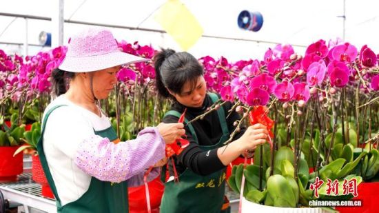 花农们忙着管理、换盆、定型、组盆等工作,准备打包发往全国各地。永定区融媒体中心供图 花农们忙着管理、换盆、定型、组盆等工作,准备打包发往全国各地。永定区融媒体中心供图