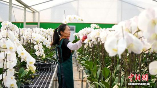 花农们忙着管理、换盆、定型、组盆等工作,准备打包发往全国各地。永定区融媒体中心供图 花农们忙着管理、换盆、定型、组盆等工作,准备打包发往全国各地。永定区融媒体中心供图