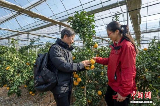 游客在果园采摘游玩。吴大灼 摄 游客在果园采摘游玩。吴大灼 摄