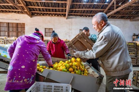 果农在挑选果子。吴大灼 摄 果农在挑选果子。吴大灼 摄