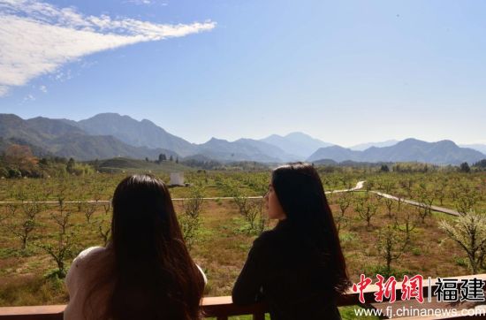 11月20日,游客在福建省南平光泽李坊乡观梨园。中新社记者 张丽君 摄 11月20日,游客在福建省南平光泽李坊乡观梨园。中新社记者 张丽君 摄