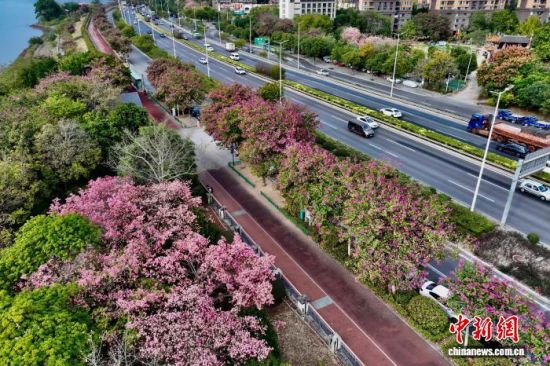 12月19日,福建福州,公路旁羊蹄甲盛开。近日,福州冬日暖阳,不少市民前往公园慢跑、散步,享受着暖冬里的休闲时光。(无人机照片)中新社记者 王东明 摄 12月19日,福建福州,公路旁羊蹄甲盛开。近日,福州冬日暖阳,不少市民前往公园慢跑、散步,享受着暖冬里的休闲时光。(无人机照片)中新社记者 王东明 摄