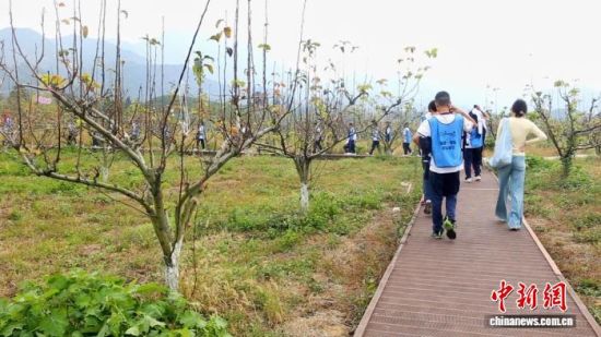 12月18日,福建三明研学营近千名学子走进李坊乡管蜜村,在管蜜梨园开启了一场别开生面的研学之旅。 (李坊乡政府供图) 12月18日,福建三明研学营近千名学子走进李坊乡管蜜村,在管蜜梨园开启了一场别开生面的研学之旅。 (李坊乡政府供图)