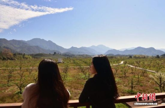 11月20日,游客在福建省南平市李坊乡管蜜村观千亩梨园。中新社记者 张丽君 摄 11月20日,游客在福建省南平市李坊乡管蜜村观千亩梨园。中新社记者 张丽君 摄