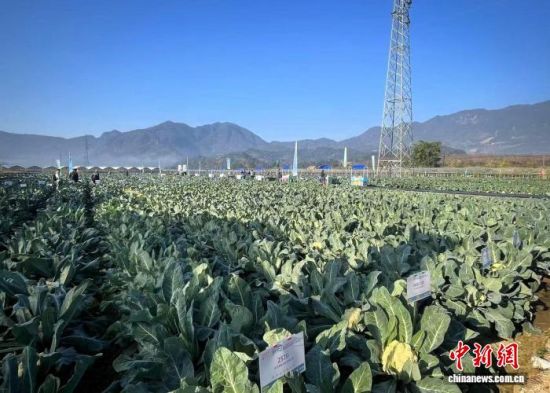 ���ǻ�Ҭ�˿Ƽ�СԺһ�Ե�����ʾ�������������дУ���ɫ��Ҷ�Ӱ����Ű��۵Ĳ˻�����������ϲ�������������� Ҷï ��