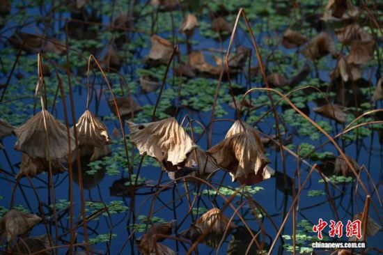 12��20�գ���λ�ڸ��ݵĸ���ũ�ִ�ѧУ԰�ɻ��أ����ڵĲк���̬���죬�����ζ������һ������������������� �ű� ��