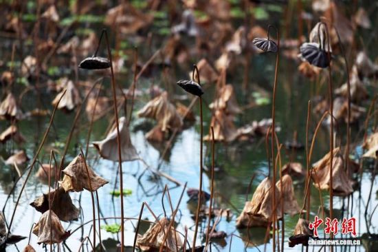 12��20�գ���λ�ڸ��ݵĸ���ũ�ִ�ѧУ԰�ɻ��أ����ڵĲк���̬���죬�����ζ������һ������������������� �ű� ��