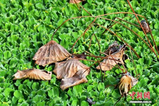 12��20�գ���λ�ڸ��ݵĸ���ũ�ִ�ѧУ԰�ɻ��أ����ڵĲк���̬���죬�����ζ������һ������������������� �ű� ��