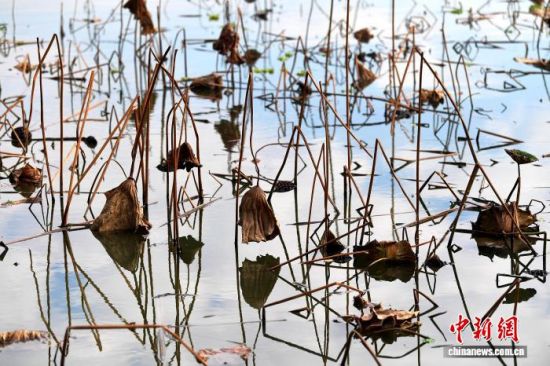 12��20�գ���λ�ڸ��ݵĸ���ũ�ִ�ѧУ԰�ɻ��أ����ڵĲк���̬���죬�����ζ������һ������������������� �ű� ��